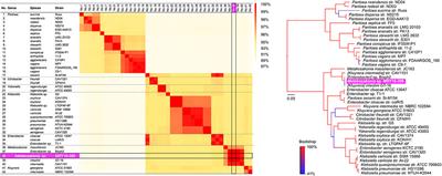 Complete Genome Sequence of blaIMP–6-Positive Metakosakonia sp. MRY16-398 Isolate From the Ascites of a Diverticulitis Patient